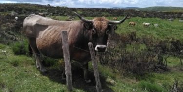 Les Cévennes, de la Lozère à l’Ardèche